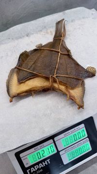 Камбала г/к