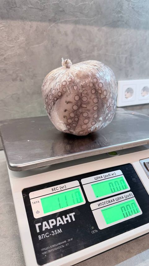 Осьминог целый